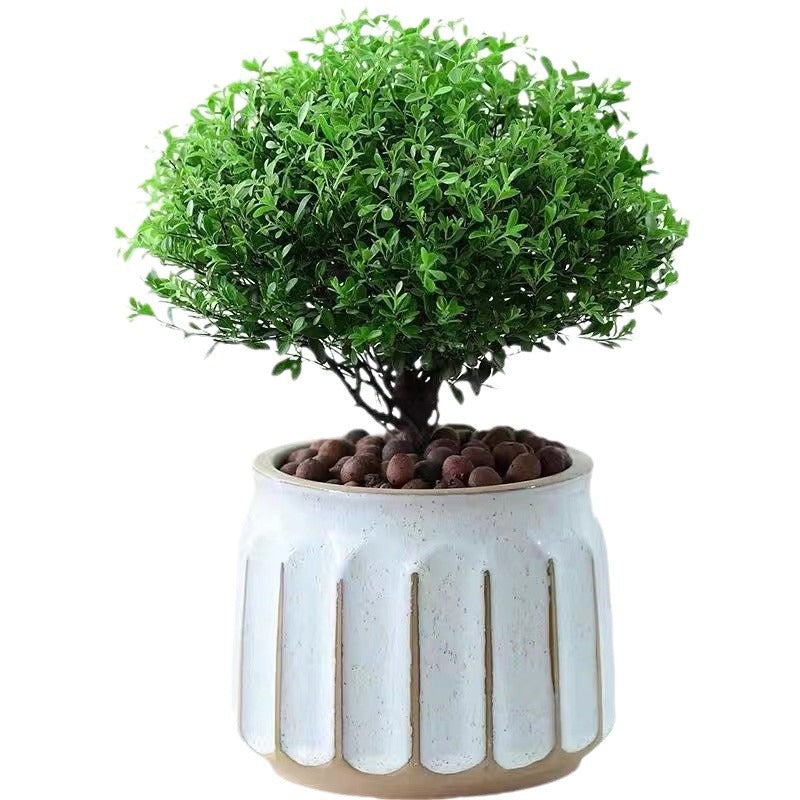 The Margot Pot – Fluted Ceramic Planter